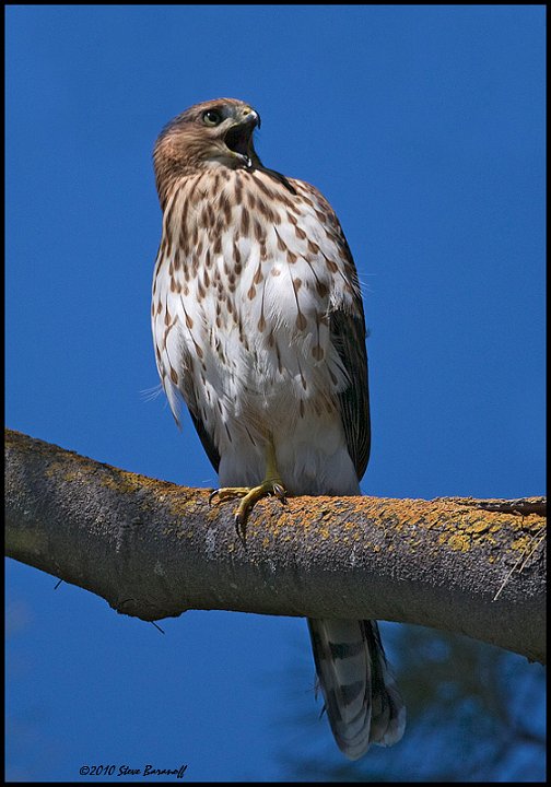 _0SB3879 coopers hawk.jpg